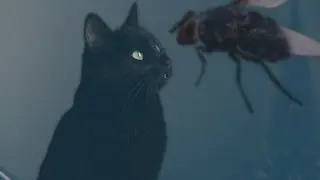 Pinni catches a fly