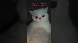 Читаем «хейтерские» комментарии))#котики#реки#shorts#тренды