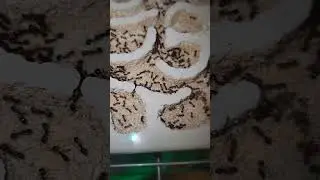 Aphaenogaster colony in a Tarheel Ants Labyrinth  #ants #nature #insects #shorts #TarHeelAnts