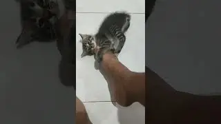 anak kucing