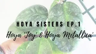 Hoya Sisters Ep.1 - Hoya 'Joy' and Hoya 'Metallica'