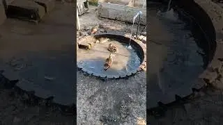 Крякушки #бабушка_блогер #деревенскаябабушкаблогер #деревенскаяжизнь #летовдеревне #игры #милота