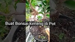 Bonsai Kimeng - di Buat Hanya di Pot ,