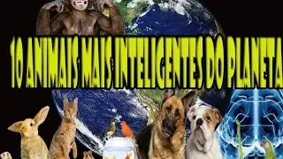 Fala Curioso - 10 animais mais inteligentes do planeta