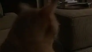 3 minutes and 30 seconds of my cat being goofy!
