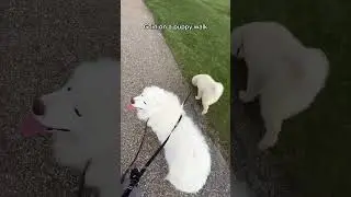 Goin on Pippy walk with Bebe bro! 