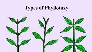 Phyllotaxy Morphology of flowering plants class 11 ncert biology #neet #biology