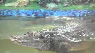 Крокодил в зоопарке