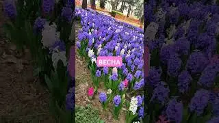 спогади #весна #music #newmusic #квіти