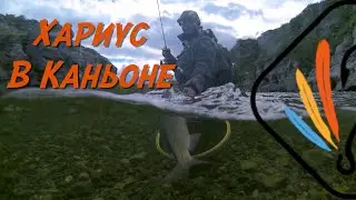 Северный Тиман. Хариус в каньоне..