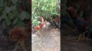 សាយ៉ត+រថភ្លើងតូច