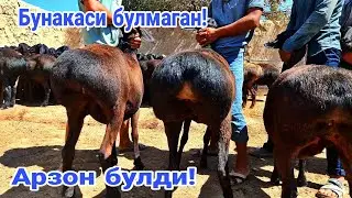 Бепулга бир дона куй! Куйлар арзон булди! 919526595☎️  943930096☎️