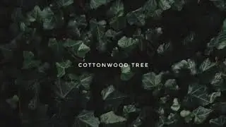 Cottonwood Tree