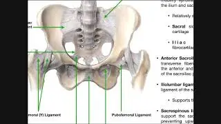 The Sacroiliac Joint [Part 1] | Major Ligaments & Structures