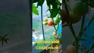 Томаты 🍅 Сорт Алтайский сахарный 🍅👌💞 