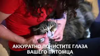 Палочки для чистки глаз кошек и котов