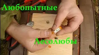 Кольцевание птиц. О качестве найденных колец.