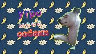 Утро своей собаки