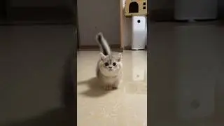 CATS BEING FUNNY