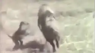 Неуловимые мстители! обезьяны убегают на кабане🙈🙉🙊