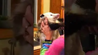 Актёр с синдромом «я устал - я ухожу» | ОПОССУМ 🐾 