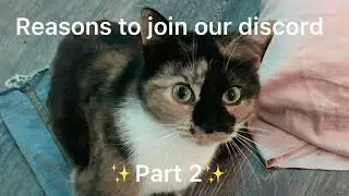 Reasons to join our discord. ✨Part 2✨