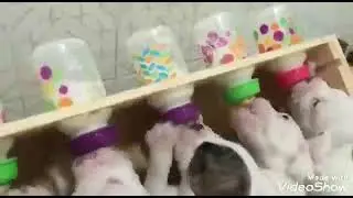 мало молока клип