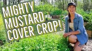 Mighty Mustard Cover Crop in the Home Garden