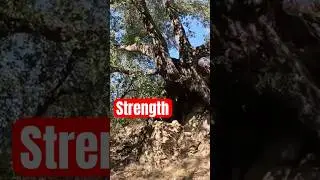 How Did This Oak Survive? Perseverance
