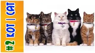 #2 КОТ | CAT | FUNNY