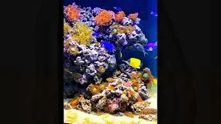 Lisbon Oceanarium Preview