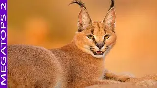9 Bellos Gatos Salvajes que no Conocías