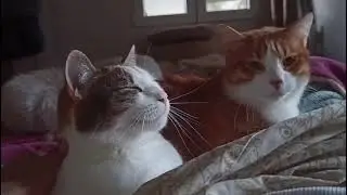 Mika und Neko 2