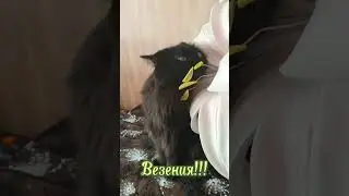 С 23 февраля # с 23 февраля #юмор #кошки
