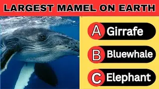 General Knowledge Quiz |Test your knowledge about Animals|