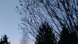 Стрельба ДЫМНЫМ ПОРОХОМ на весенней охоте. Так стреляли наши прадеды на войне и на охоте.