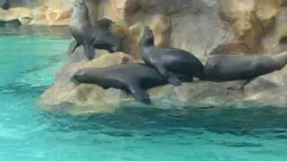 Любовь и секс морских котиков - animal sex