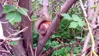 А вы видели как на дереве спит белка?