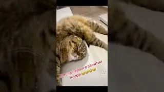 Кот прикол