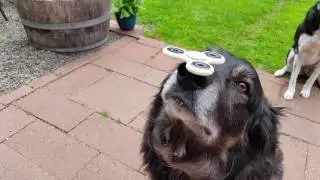 Fidget Spinner Dog
