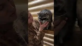 Еноты совсем обнаглели))