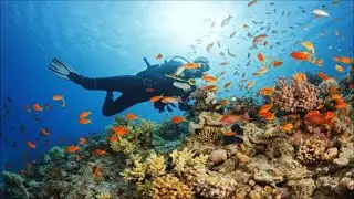 Удивительный и Притягивающий Подводный Мир Красного Моря .  Потрясающий Подводный Мир Красного Моря.