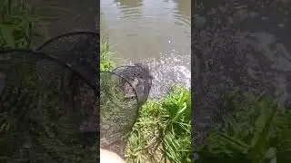 Набил целый садок линя!