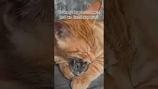 #котики #юмор #shorts #shortsvideo #смешныеживотные #приколысживотными