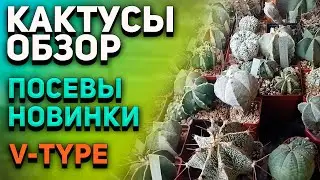 Кактусы: обзор посевов и пополнение коллекции. Уход за кактусами зимой.