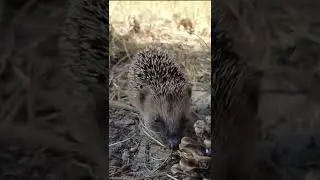 Hedgehog 