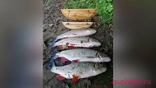 Лобастых в ленту