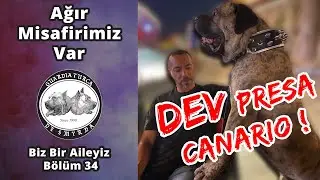 Ağır Misafirimiz Var - Dev Presa Canario - 3 Presa Canario Aynı Evde - Biz Bir Aileyiz Bölüm 34