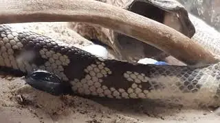 Цветочек линяет))))