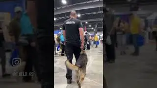 No Electric Collar? No problem 😉